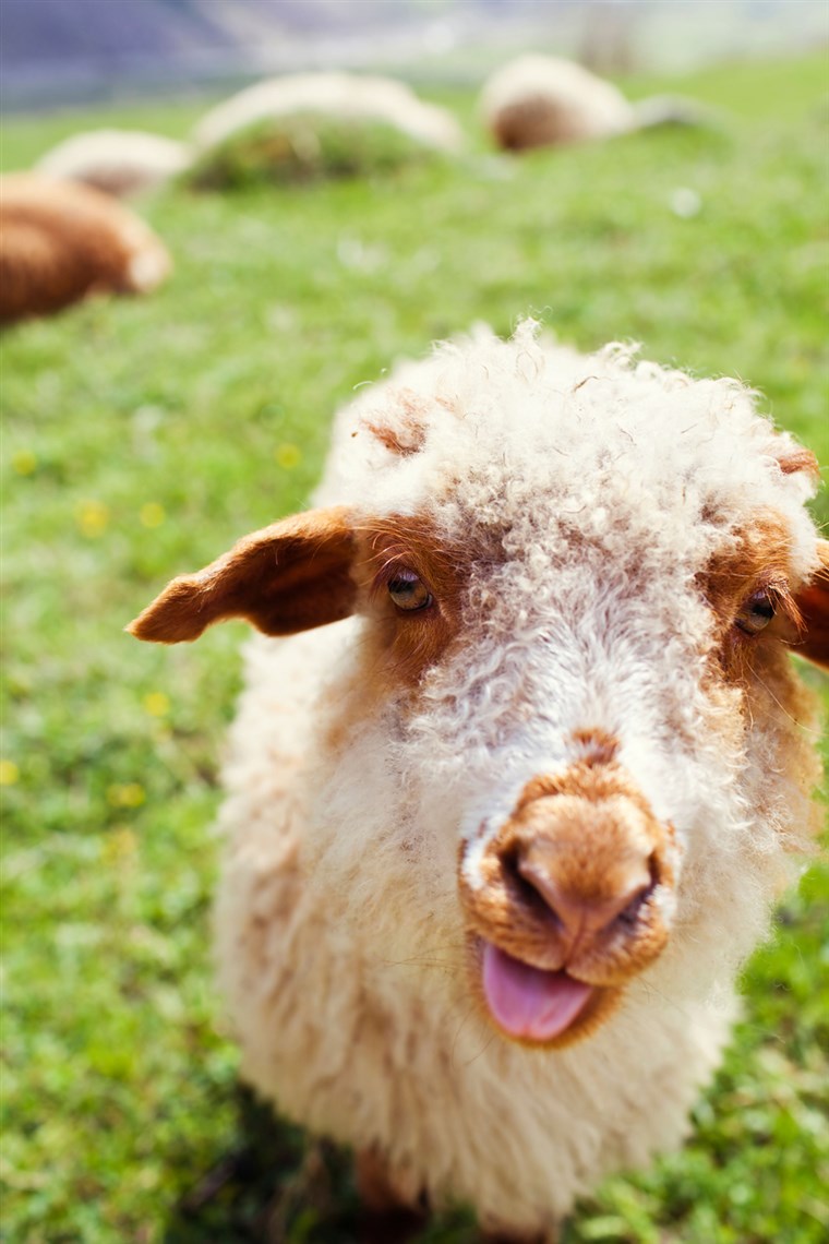 BILD: Funny sheep sticking out tongue in green meadow