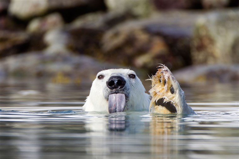 BILD: A polar bear sticks out its tongue