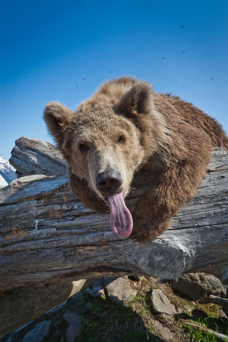 BILD: A Kodiak Brown bear leans across a log with her tongue sticking out