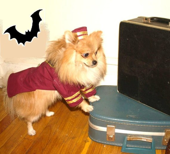 bellhop dog Halloween costume