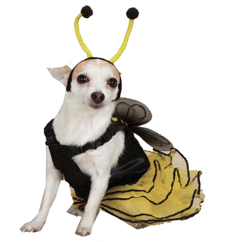 albină dog Halloween costume