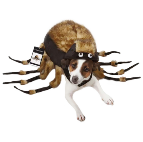 tarantulă dog Halloween costume