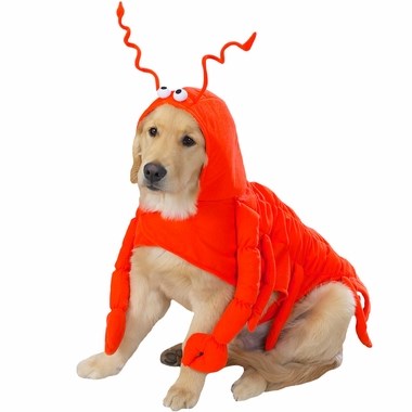 Homar dog Halloween costume