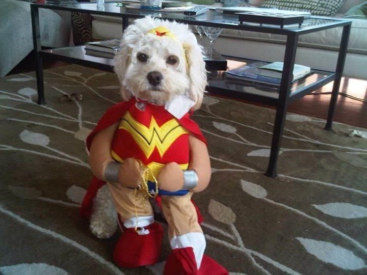 Stebuklas Woman Dog Halloween Costume