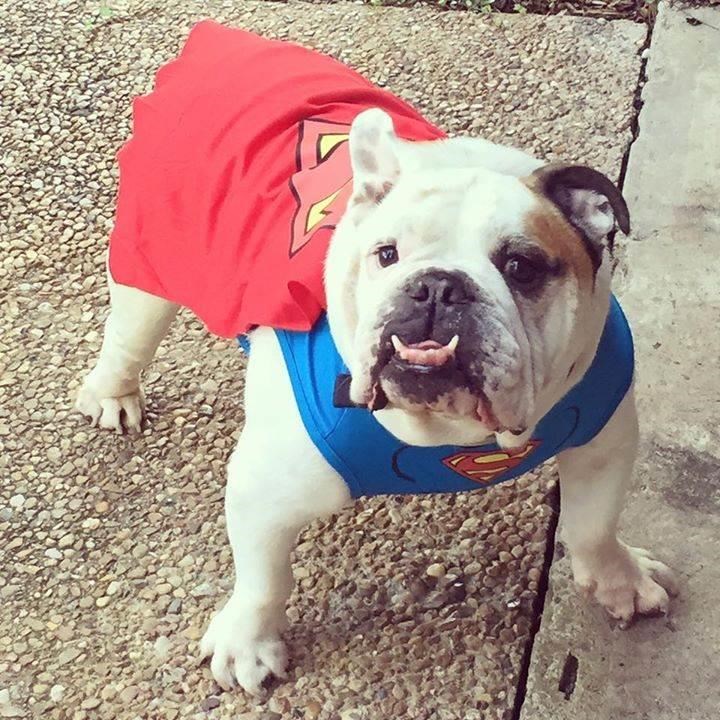 Supermenas Dog Halloween Costumes