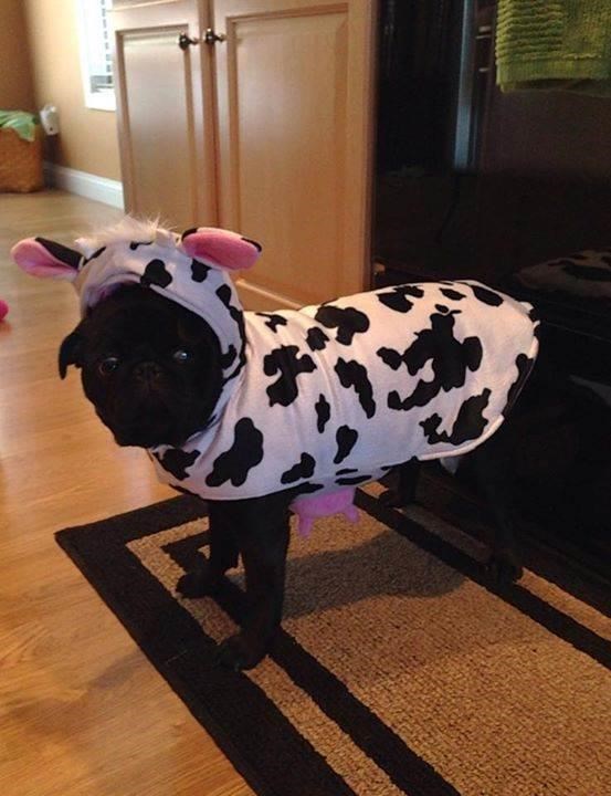Karvė Halloween Costume for pets: dogs and cat costumes