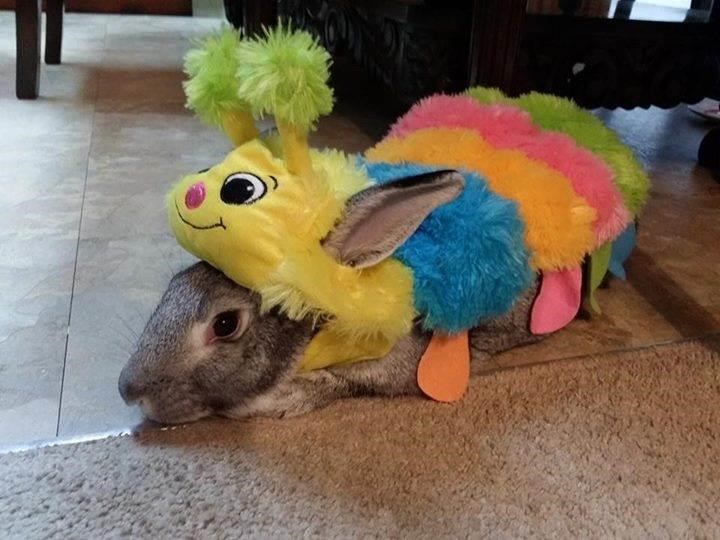 Caterpillar Halloween costume for pets: dogs, cats, rabbits