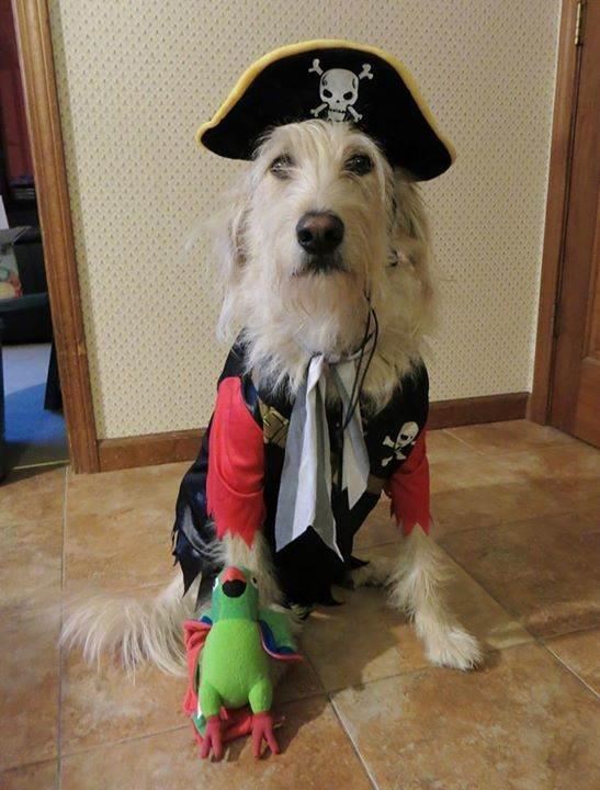 Piratas Halloween costume for pets: dog and cat costumes