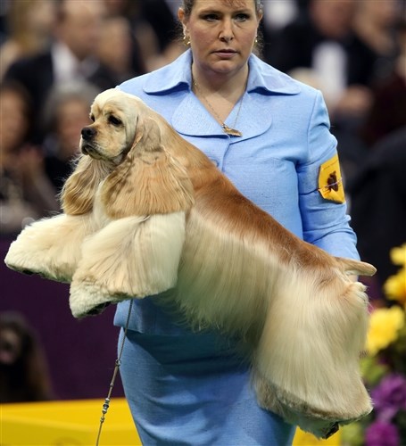 manipulant Stacy Dohmeier carries Tucker, an A.S.C.O.B Cocker Spaniel, Feb. 12, at the Westminster Kennel Club Dog Show.