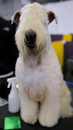 Paisley, a Wheaten Terrier, sits on a grooming table at the Westminster Kennel Club Dog Show, Feb. 12.