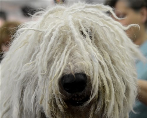 Barry, a Komondorok, at the Westminster Kennel Club Dog Show, Feb. 12.