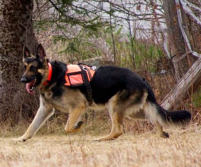 Kobukas the search and rescue dog