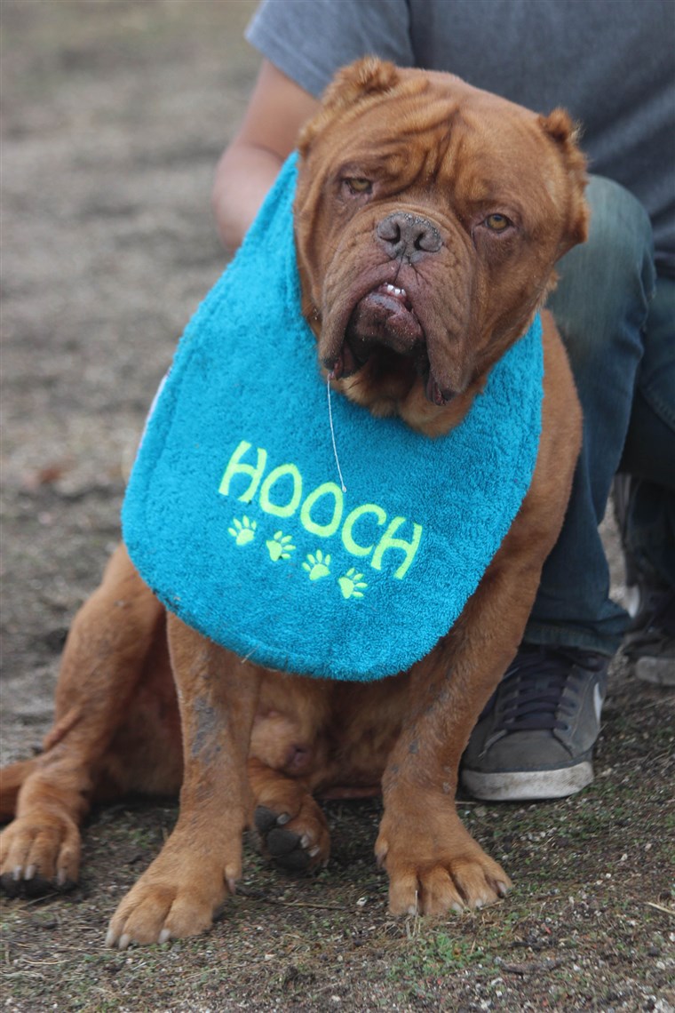 Hooch 2016 American Hero Dog