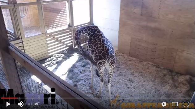 Aprilie the pregnant giraffe