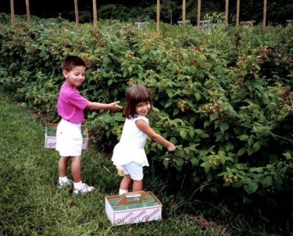 Tina Nocera's kids go berry-picking