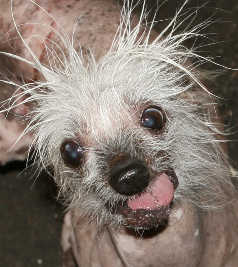 Mars 2006 Sunnyvale, Ca. USA Here is some info on Rascal, “The World’s Ugliest Dog”. Rascal, The only living and competing Ugly dog to hold the cov...
