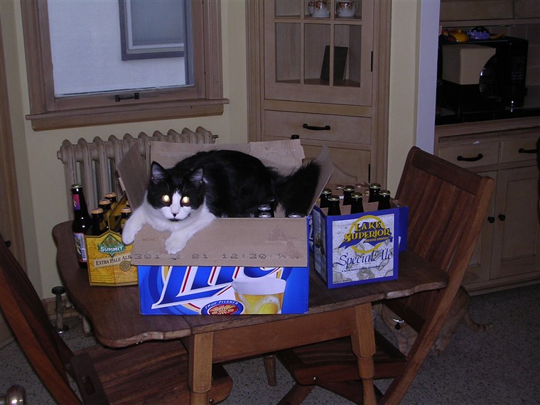 Bock the cat in a beer box