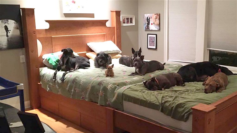 Пар who built a giant bed so they could sleep with their many dogs.
