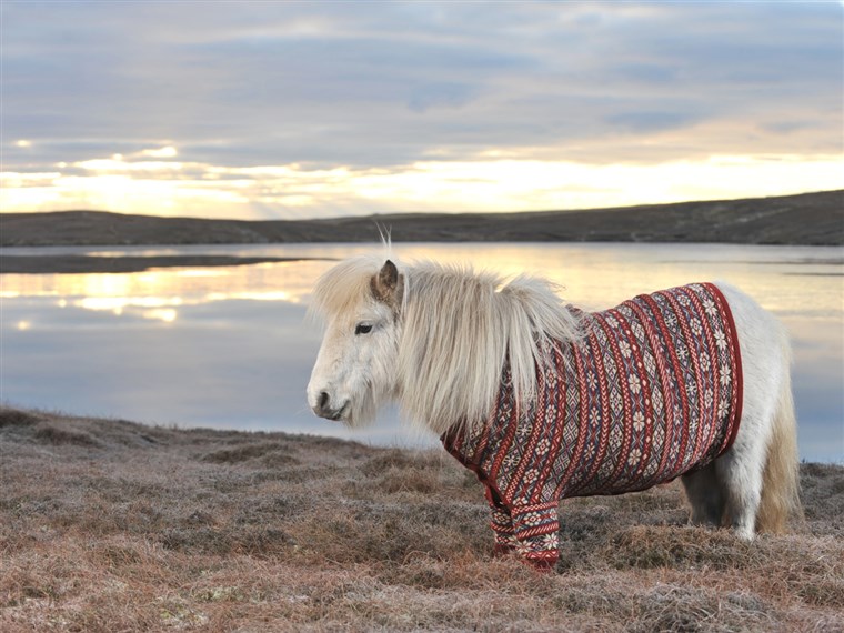 Lucru it: Fivla the Shetland pony dazzles in a sweater made from the wool of Shetland sheep. Shetland knitter Doreen Brown designed the custom look.