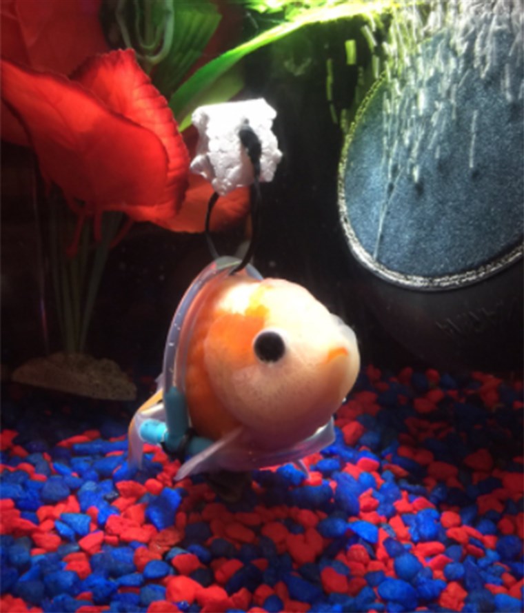 Nu the goldfish's owner is looking for help naming his pet.