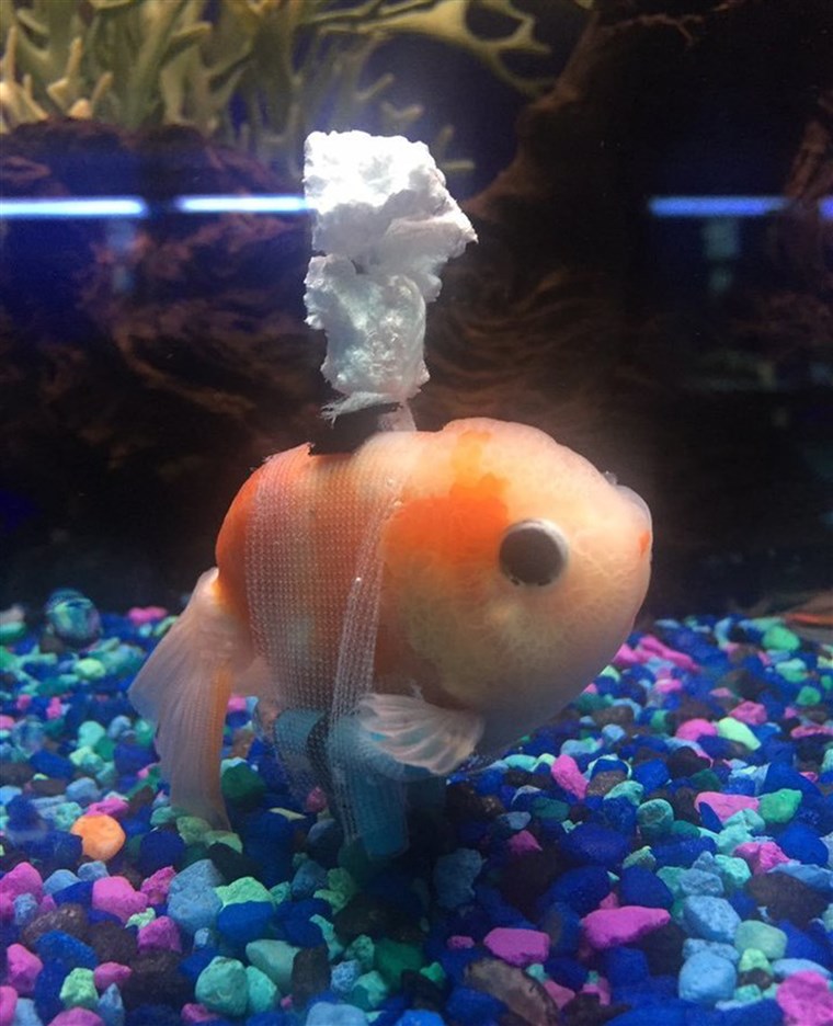 Detta goldfish was having buoyancy problems so his person concocted a goldfish 