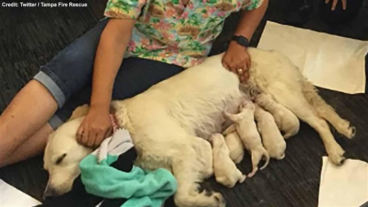 Ellie nurses her puppies