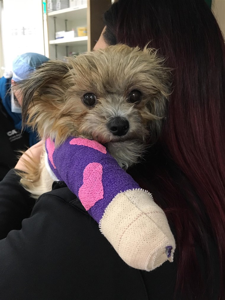 Noel the dog had her front legs amputated, but that hasn't stopped her