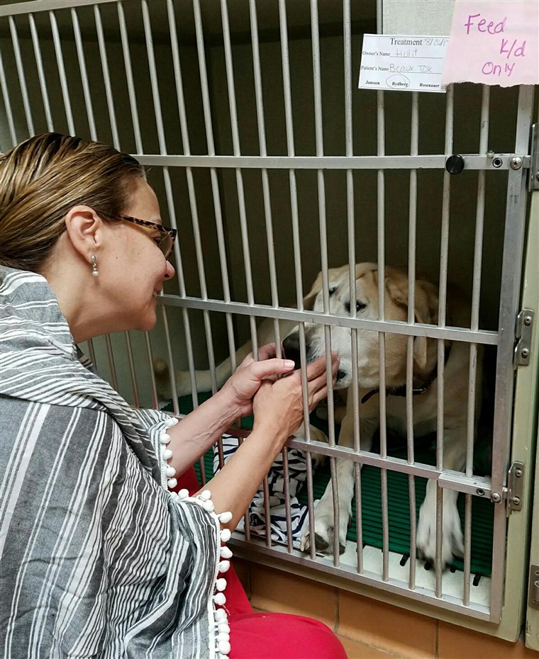 Câine with facial deformity is rescued