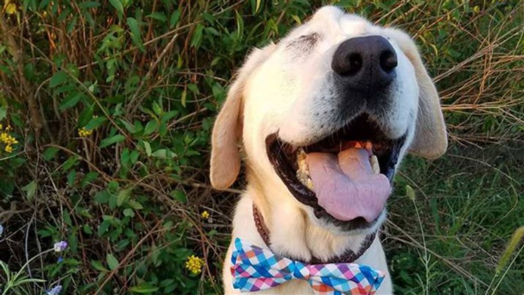 Câine with facial deformity gets adopted