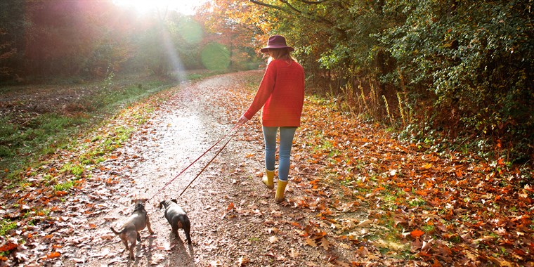 Kvinna walking dogs in an autumn woodland