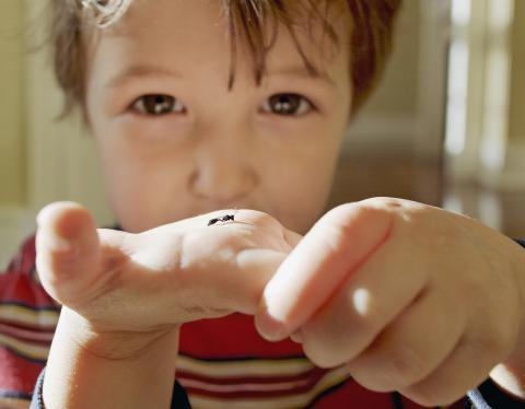 Tineri boy holding an ant in his hand