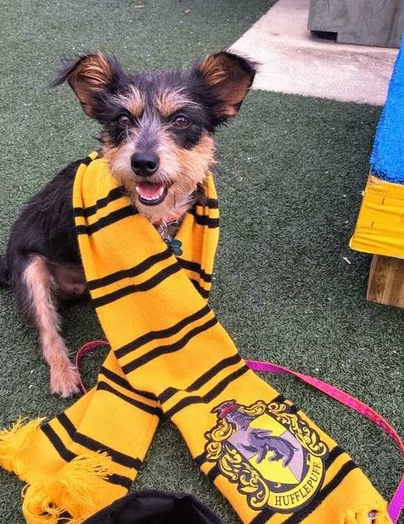 De Pet Alliance of Greater Orlando began sorting dogs into Hogwarts houses to display their personalities, not their breeds.