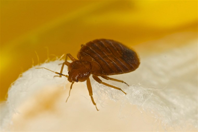 Vad do bedbugs look like?