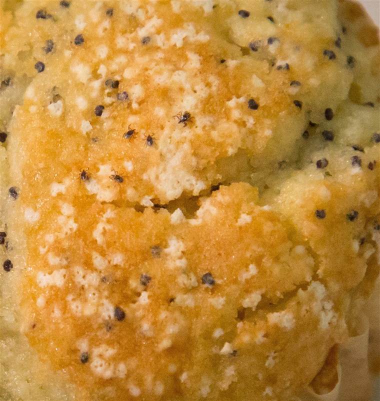 Gali you spot the five ticks in the muffin? The CDC caused a panic when it tweeted that ticks can be as small as a poppyseed. 