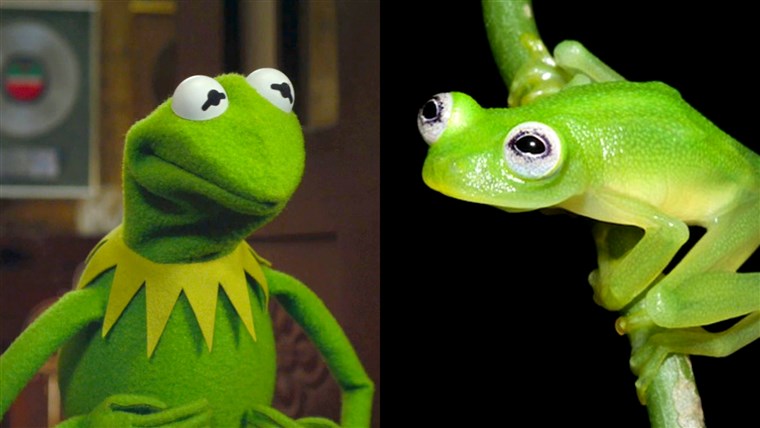 Varlė that looks similar to Kermit the frog