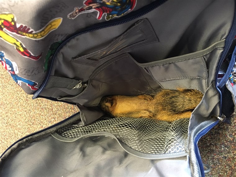 Ladye Hobson was shocked to receive a call from her son, Brylan's, principal saying he had been caught with a dead squirrel in his backpack.