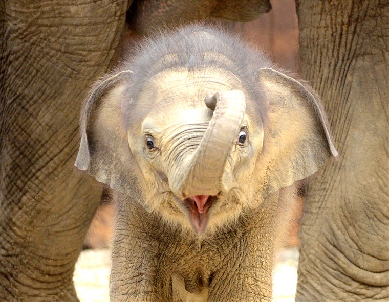 Nyfödd female Asiatic Elephant (Elephas Maximus) calf born to Johti, a 44-year-old, plays at Ostrava's Zoo on May 31, 2011. The calf was born on Apri...