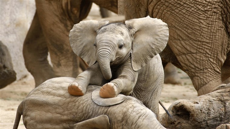 Bebis Elephants Playing; Shutterstock ID 75308080; PO: today.com