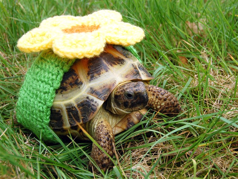 BILD FROM KATIE BRADLEY / CATERS NEWS - (PICTURED: Decorative knitted cosy) - Now thats what you call a shell suit! These are the hilarious knitted cos...