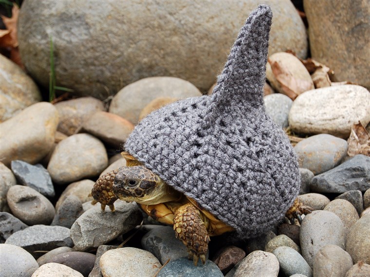 BILD FROM KATIE BRADLEY / CATERS NEWS - (PICTURED: Knitted shark cosy) - Now thats what you call a shell suit! These are the hilarious knitted cosies -...