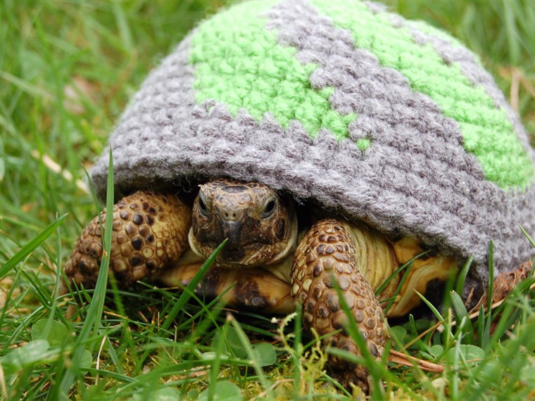 BILD FROM KATIE BRADLEY / CATERS NEWS - (PICTURED: Patterned cosy) - Now thats what you call a shell suit! These are the hilarious knitted cosies - des...