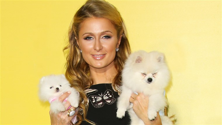 Paryžius Hilton and her dogs