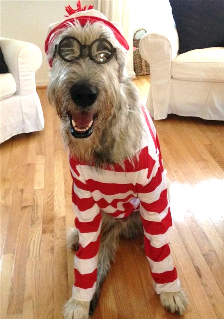 Var's Waldo dog in costume