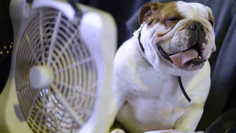 en bulldog cools off with a fan in the benching area at the 138th Annual Westminster Kennel Club Dog Show.