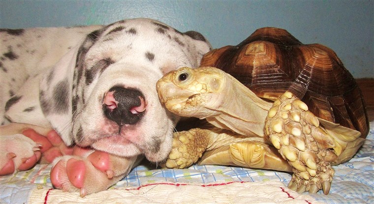 toner the tortoise really loves puppies.