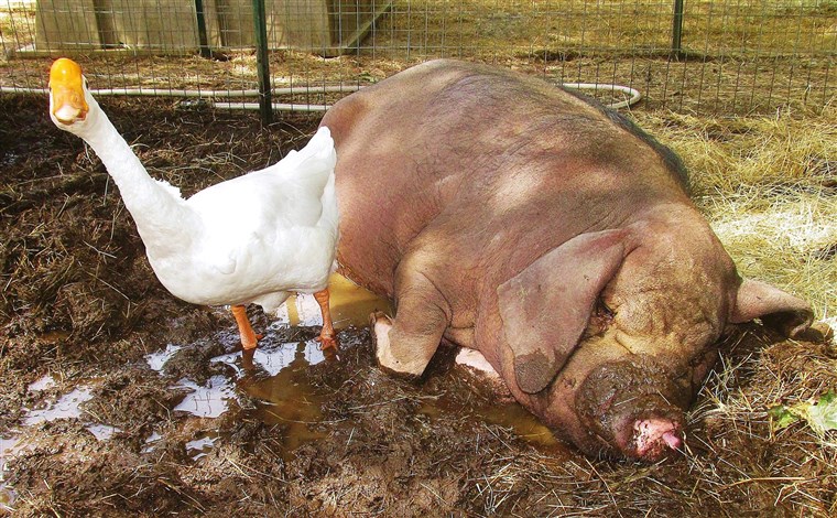 Och why wouldn't a goose and pig be best friends?