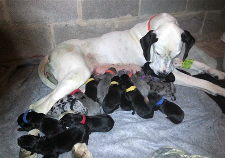 Снег and her 19 puppies.
