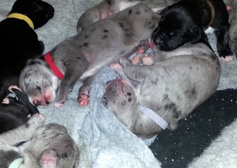 Ниједан of the 19 puppies, which are 3 weeks old, has a name just yet.