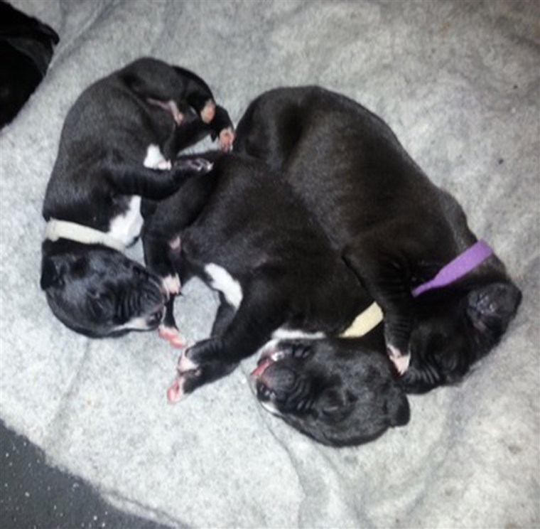 Тхе Terry family plans to keep one of the 19 puppies, and sell the rest for $850 each. 