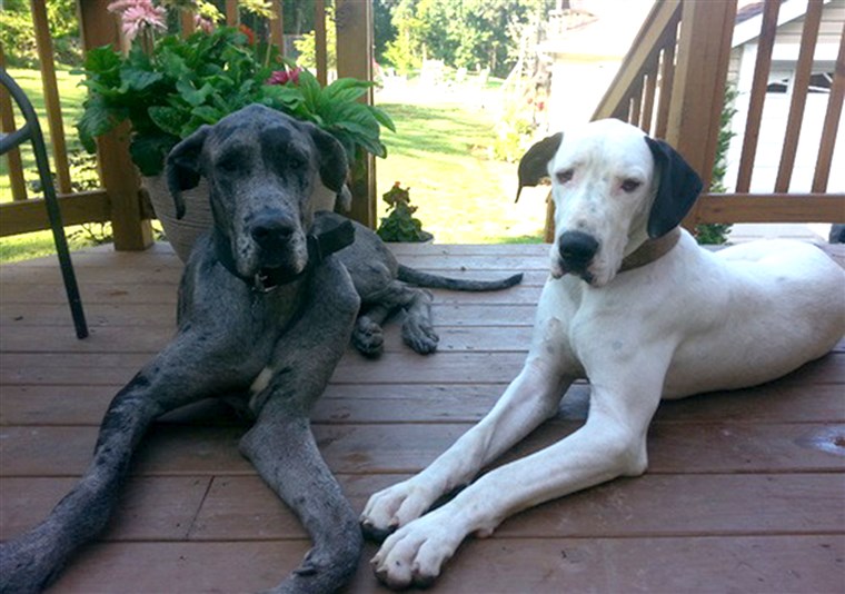 Дуке, left, and Snowy, right, are the proud parents of 19 Great Dane puppies born Oct. 26-27 in a singe litter. 